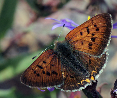 Blue Copper, Lycaena heteronea. Yellowstone Nat. Park, Wyoming, USA d. 14  august 2012. Photographer; Henrik S. Larsen