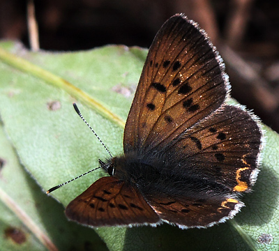 Blue Copper, Lycaena heteronea. Yellowstone Nat. Park, Wyoming, USA d. 14  august 2012. Photographer; Henrik S. Larsen