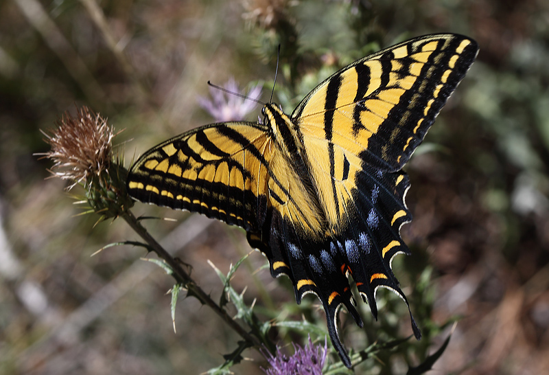 Two-tailed Swallowtail, Papilio multicaudata. North Rim, Grand Canyon, Arizona d. 7 august 2012. Fotograf; Henrik S. Larsen