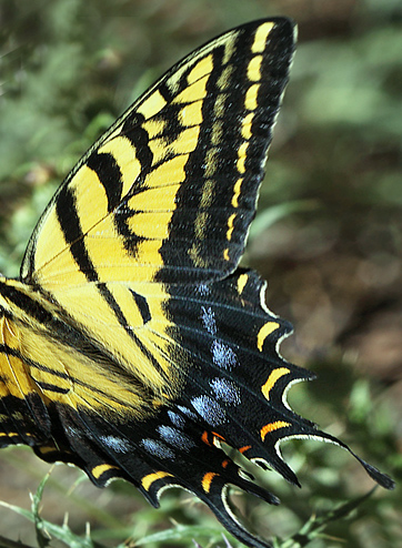 Two-tailed Swallowtail, Papilio multicaudata. North Rim, Grand Canyon, Arizona d. 7 august 2012. Fotograf; Henrik S. Larsen