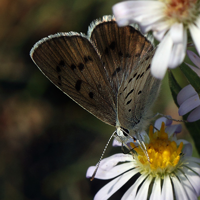 Blue Copper, Lycaena heteronea. Yellowstone Nat. Park, Wyoming, USA d. 12  august 2012. Photographer; Henrik S. Larsen