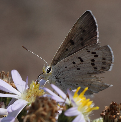 Blue Copper, Lycaena heteronea. Yellowstone Nat. Park, Wyoming, USA d. 12  august 2012. Photographer; Henrik S. Larsen