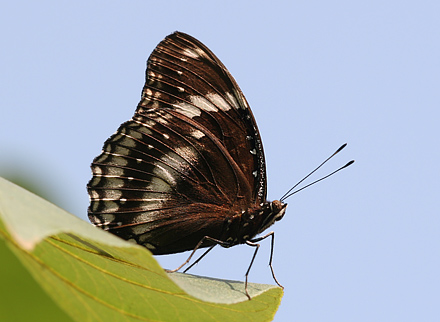 Great Eggfly, Hypolimnas bolina. Koh Samui, Thailand d. 20 january 2011. Photographer: Erni Boesen