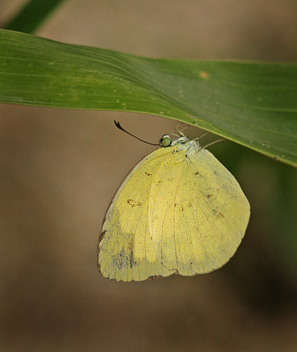 Eurema blanda. Koh Samui, Thailand d. 14 january 2011. Photographer: Erni Boesen