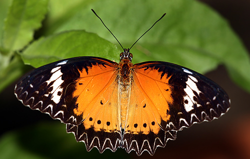 Cethosia biblis. Koh Samui, Thailand d. 15 january 2011. Photographer: Erni Boesen