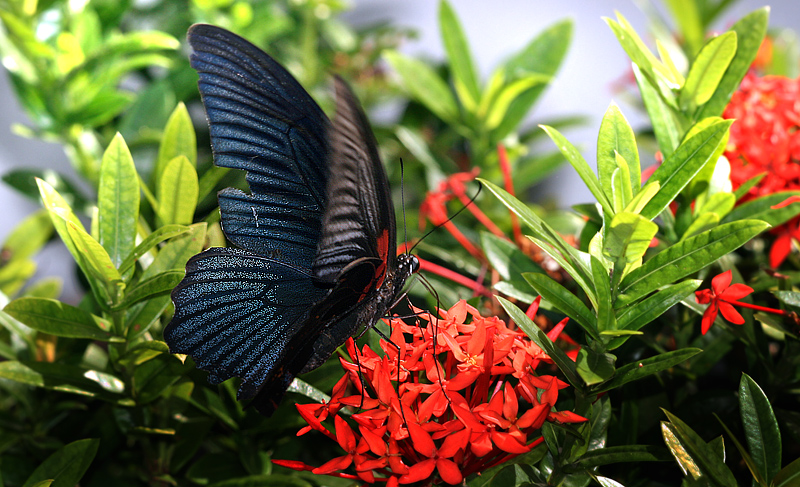 Papilio memnon. Koh Samui, Thailand d. 15 january 2011. Photographer: Erni Boesen