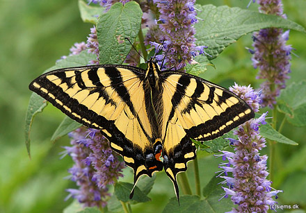 Salt Lake City,  Utah, USA d. 19 july 2012. Photographer; Carsten Siems