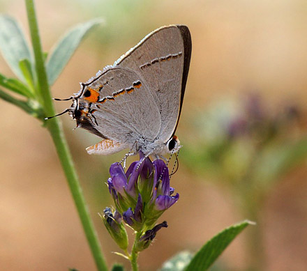 . Salt Lake City,  Utah, USA d. 19 july 2012. Photographer; Carsten Siems