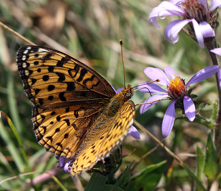 Speyreia species. Yellowstone Nat. Park, Wyoming, USA d. 14  august 2012. Photographer; Henrik S. Larsen