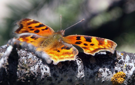Oreas Anglewing, Polygonia oreas (W. H. Edwards, 1869). Yellowstone Nat. Park, Wyoming, USA d. 14 august 2012. Photographer; Henrik S. Larsen