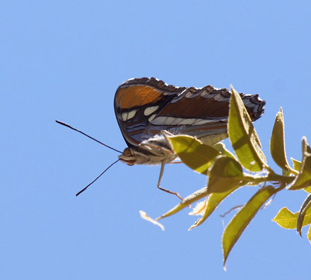 California Sister, Adelpha californica. Yosemite, Californien, d. 9 july 2012. Photographer; Carsten Siems