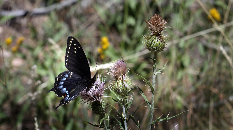 Baird's' Swallowtail, Papilio machaon bairdii (W. H. Edwards, 1866).  North Rim,  Gran Canyon, southern Rocky Mountains, Arizona, USA d. 6  august 2012. Photographer; Henrik S. Larsen