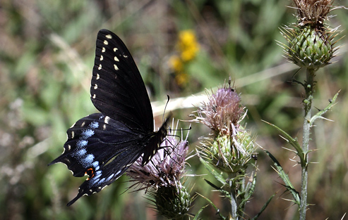 Baird's' Swallowtail, Papilio machaon bairdii (W. H. Edwards, 1866).  North Rim,  Gran Canyon, southern Rocky Mountains, Arizona, USA d. 6  august 2012. Photographer; Henrik S. Larsen