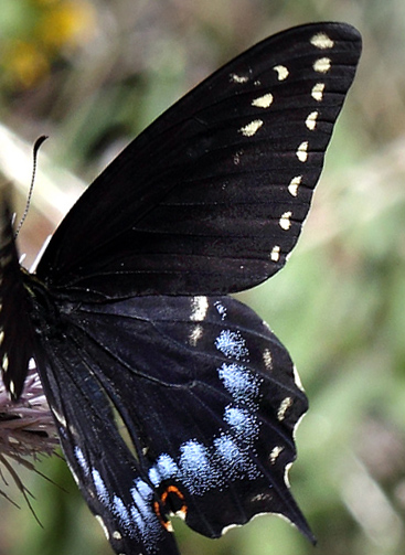 Baird's' Swallowtail, Papilio machaon bairdii (W. H. Edwards, 1866).  North Rim,  Gran Canyon, southern Rocky Mountains, Arizona, USA d. 6  august 2012. Photographer; Henrik S. Larsen