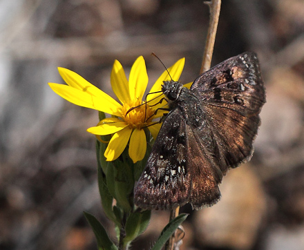 Rocky Mountain Duskywing, Erynnis telemachus. North Rim, Grand Canyon, Arizona d. 7 august 2012. Fotograf; Henrik S. Larsen