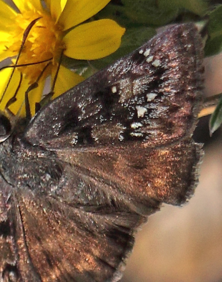 Rocky Mountain Duskywing, Erynnis telemachus. North Rim, Grand Canyon, Arizona d. 7 august 2012. Fotograf; Henrik S. Larsen