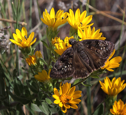 Rocky Mountain Duskywing, Erynnis telemachus. North Rim, Grand Canyon, Arizona d. 7 august 2012. Fotograf; Henrik S. Larsen