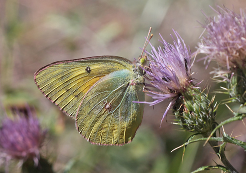 Orange Sulphur, Colias eurytheme (Boisduval, 1852). North Rim 2485 m. Gran Canyon, Arizona, USA d. 6 august 2012. Photographer; Henrik S. Larsen