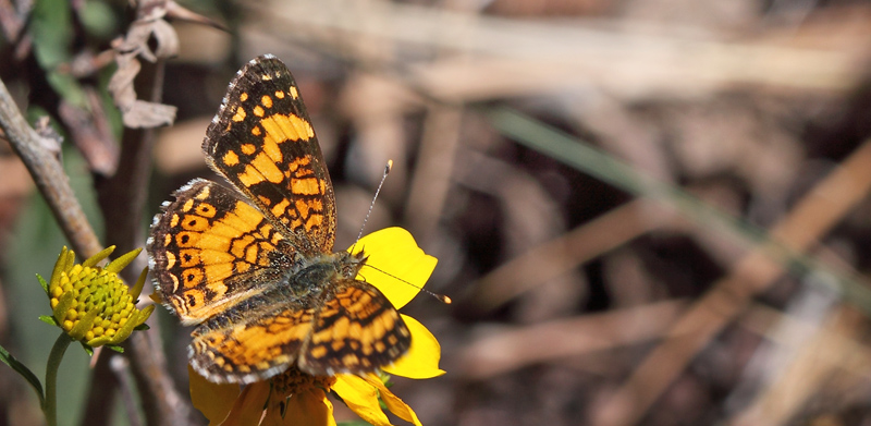 Mylitta Crescent, Phyciodes mylitta ssp. arizonensis (Bauer, 1975). North Rim 2485 m. Gran Canyon, Arizona, USA d. 7 august 2012. Photographer; Henrik S. Larsen