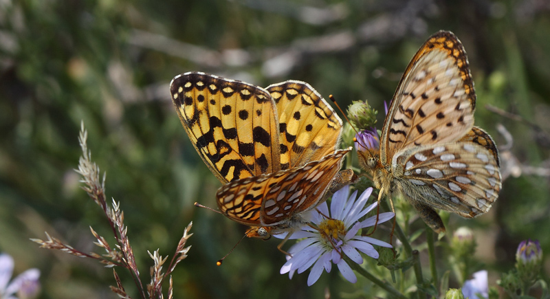 Speyreia species. Yellowstone Nat. Park, Wyoming, USA d. 12  august 2012. Photographer; Henrik S. Larsen