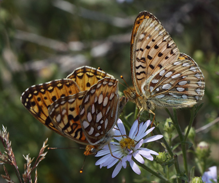 Speyreia species. Yellowstone Nat. Park, Wyoming, USA d. 12  august 2012. Photographer; Henrik S. Larsen