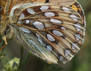 Speyreia species. Yellowstone Nat. Park, Wyoming, USA d. 12  august 2012. Photographer; Henrik S. Larsen