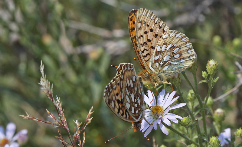 Speyreia species. Yellowstone Nat. Park, Wyoming, USA d. 12  august 2012. Photographer; Henrik S. Larsen