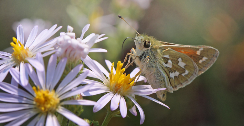 Western Branded Skipper, Hesperia colorado. Yellowstone National Park, Wyoming, USA d. 12 august 2012. Photographer; Henrik S. Larsen