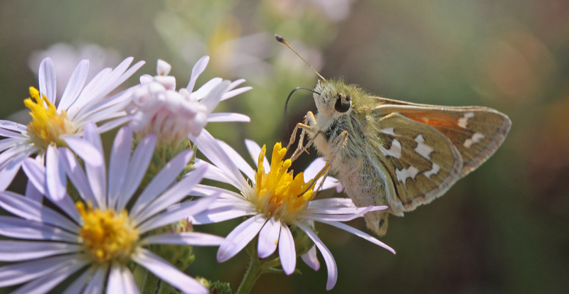 Western Branded Skipper, Hesperia colorado. Yellowstone National Park, Wyoming, USA d. 12 august 2012. Photographer; Henrik S. Larsen