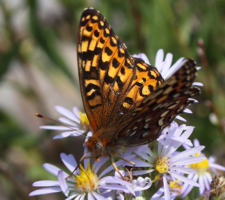 Hydaspe Fritillary, Speyeria hydaspe. Yellowstone Nat. Park, Wyoming, USA d. 12  august 2012. Photographer; Henrik S. Larsen