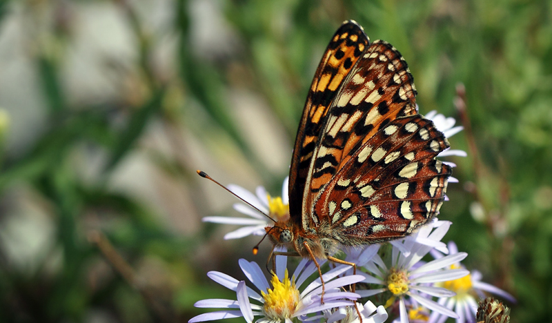 Hydaspe Fritillary, Speyeria hydaspe. Yellowstone Nat. Park, Wyoming, USA d. 12  august 2012. Photographer; Henrik S. Larsen