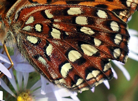 Hydaspe Fritillary, Speyeria hydaspe. Yellowstone Nat. Park, Wyoming, USA d. 12  august 2012. Photographer; Henrik S. Larsen