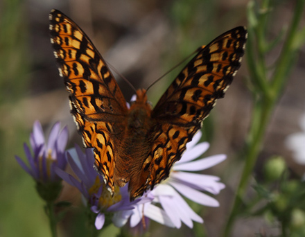 Hydaspe Fritillary, Speyeria hydaspe. Yellowstone Nat. Park, Wyoming, USA d. 12  august 2012. Photographer; Henrik S. Larsen