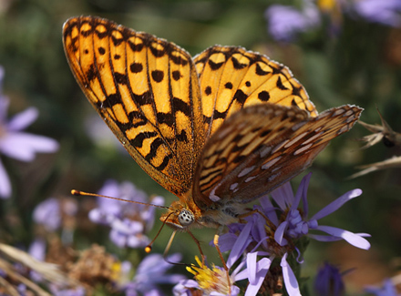 Speyreia species. Yellowstone Nat. Park, Wyoming, USA d. 12  august 2012. Photographer; Henrik S. Larsen