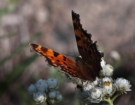 Green Anglewing, Polygonia faunus (W. H. Edwards, 1862). Yellowstone Nat. Park, Wyoming, USA d. 12  august 2012. Photographer; Henrik S. Larsen