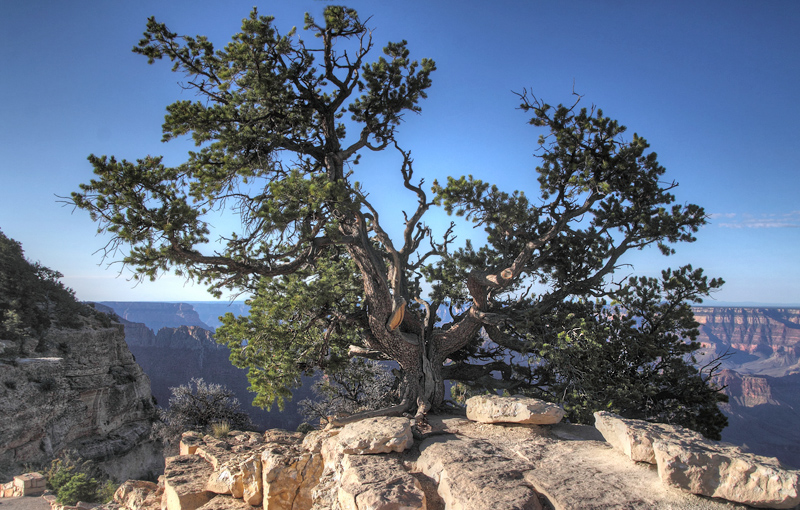 North Rim, Grand Canyon, Arizona d. 7 august 2012. Fotograf; Henrik S. Larsen