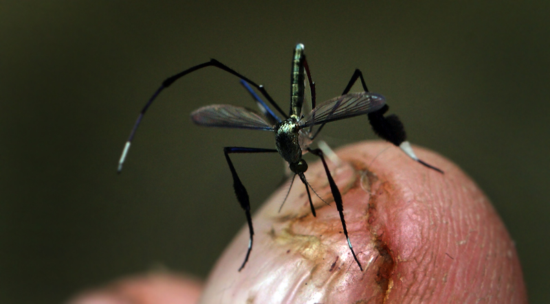 Caranavi, Yungas, Bolivia d. 26 januar 2012. Fotograf; Lars Andersen
