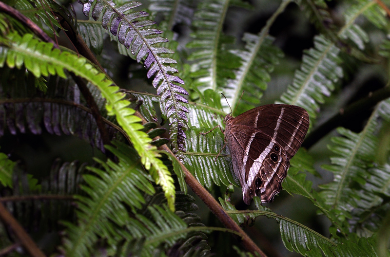 Parataygetis albinotata (A. Butler, 1867). Kori Wayku inca trail elev. 2000 m. d. 11 February 2012. Photographer: Lars Andersen