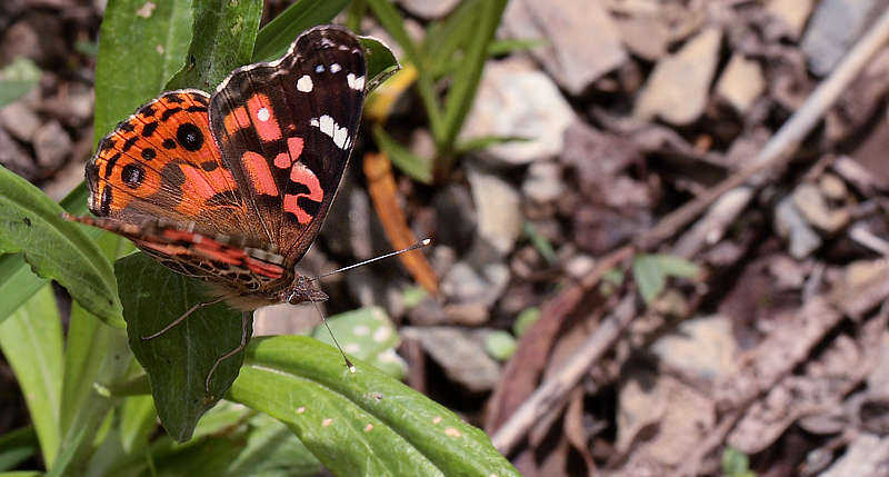 Vanessa braziliensis (Moore, 1883);  Coroico 1900 m.h. d. 11 February 2012. Photographer Lars Andersen