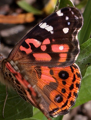 Vanessa braziliensis (Moore, 1883);  Coroico 1900 m.h. d. 11 February 2012. Photographer Lars Andersen