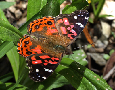 Vanessa braziliensis (Moore, 1883);  Coroico 1900 m.h. d. 11 February 2012. Photographer Lars Andersen