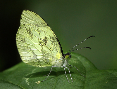 Dismorphia crisia saltensis. Coroico 1900 m.h. d. 12 February 2012. Photographer Lars Andersen