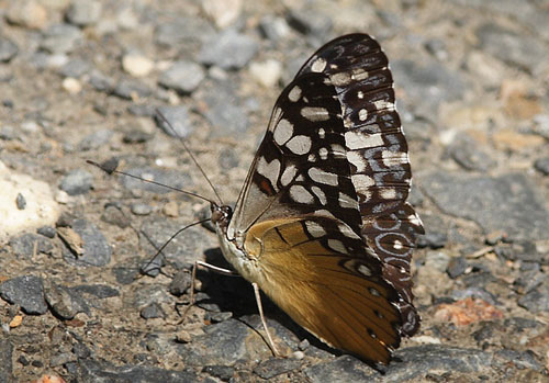 Hamadryas fornax. Yolosa, Yungas, elev. 1400 m. 18 January 2012. Photographer: Lars Andersen