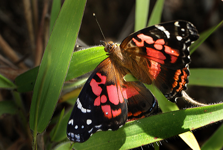 Vanessa Vanessa altissima  Coroico 1900 m.h. d. 12 February 2012. Photographer Lars Andersen