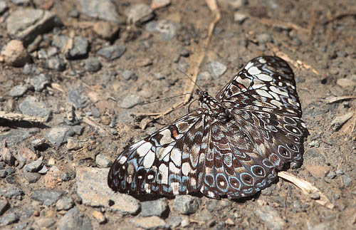 Hamadryas fornax. Yolosa, Yungas, elev. 1400 m. 18 January 2012. Photographer: Lars Andersen