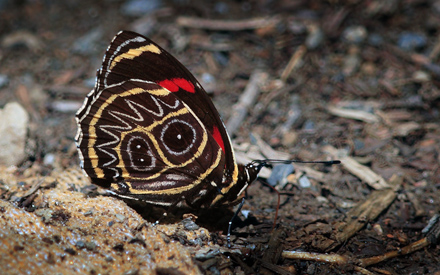 Callicore sorana. Yolosa, Yungas, elev. 1400 m. 18 January 2012. Photographer: Lars Andersen