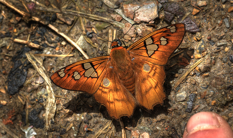 Myscelus phoronis. Coroico 1900 m.h. d. 13 February 2012. Photographer Lars Andersen