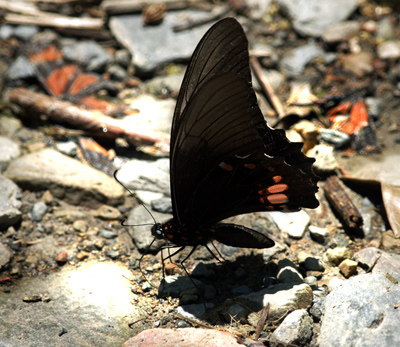 Heraclides anchisiades. Yolosa, Rio Coroico elev. 110 m. d.  18 January 2012. Photographer: Lars Andersen