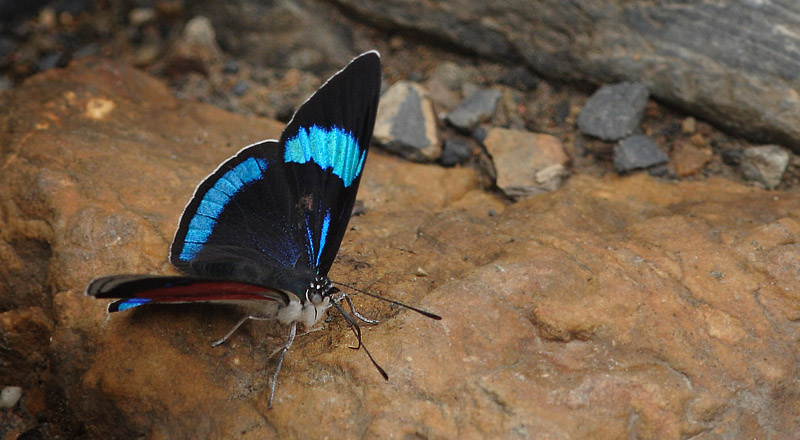 Perisama alicia (Hewitson, 1868), Kori Wayku inca trail elev. 2000 m. d. 19 January 2012. Photographer: Lars Andersen
