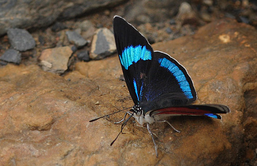 Perisama alicia (Hewitson, 1868), Kori Wayku inca trail elev. 2000 m. d. 19 January 2012. Photographer: Lars Andersen